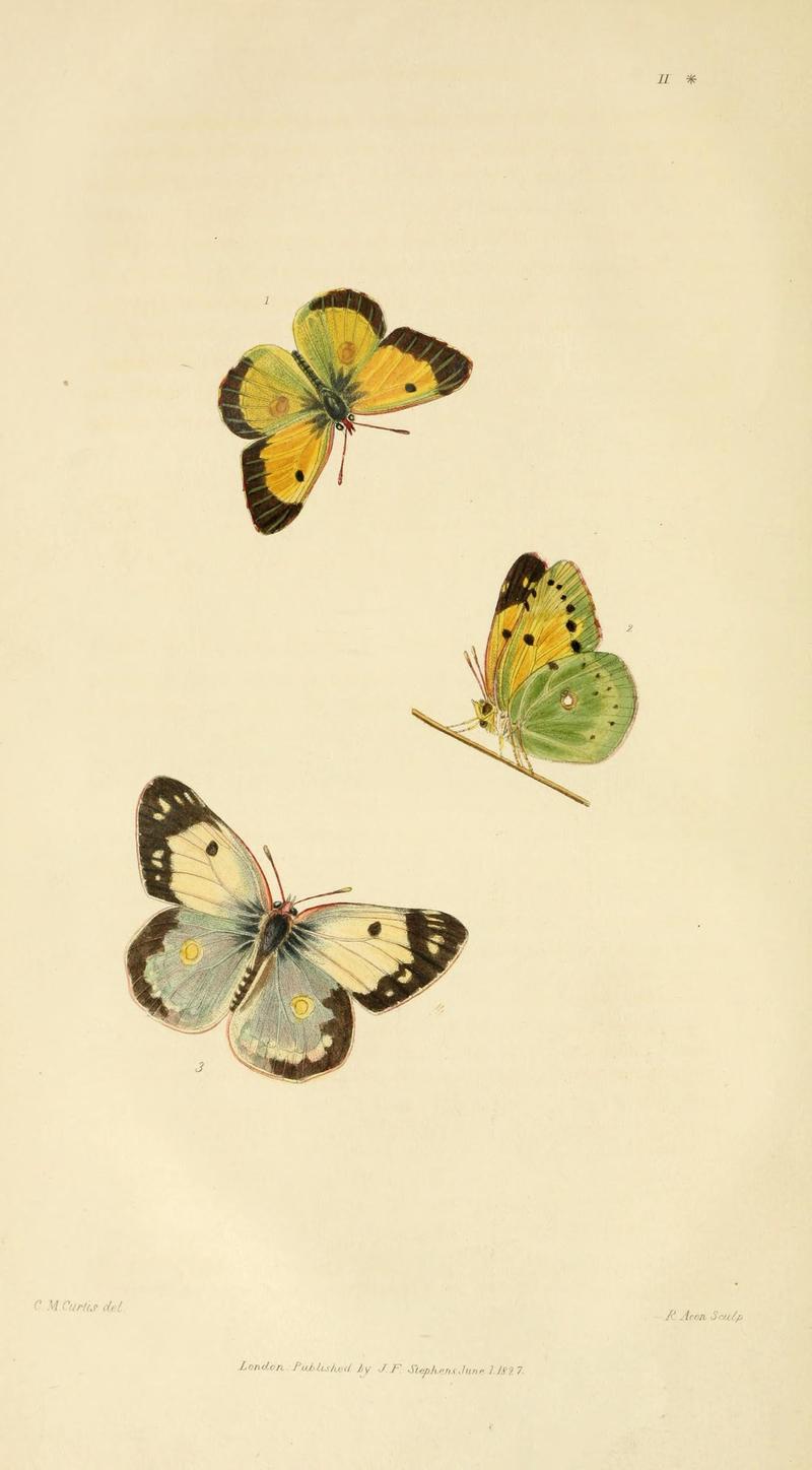 Illustrations of British entomology (Pl. 2) (8163977841)