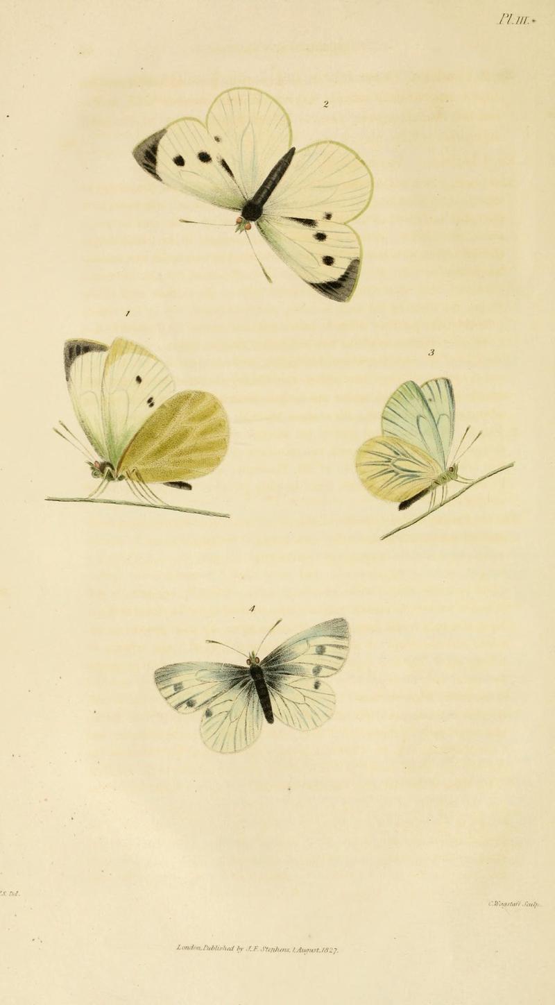 Illustrations of British entomology (Pl. 3) (8164012280)