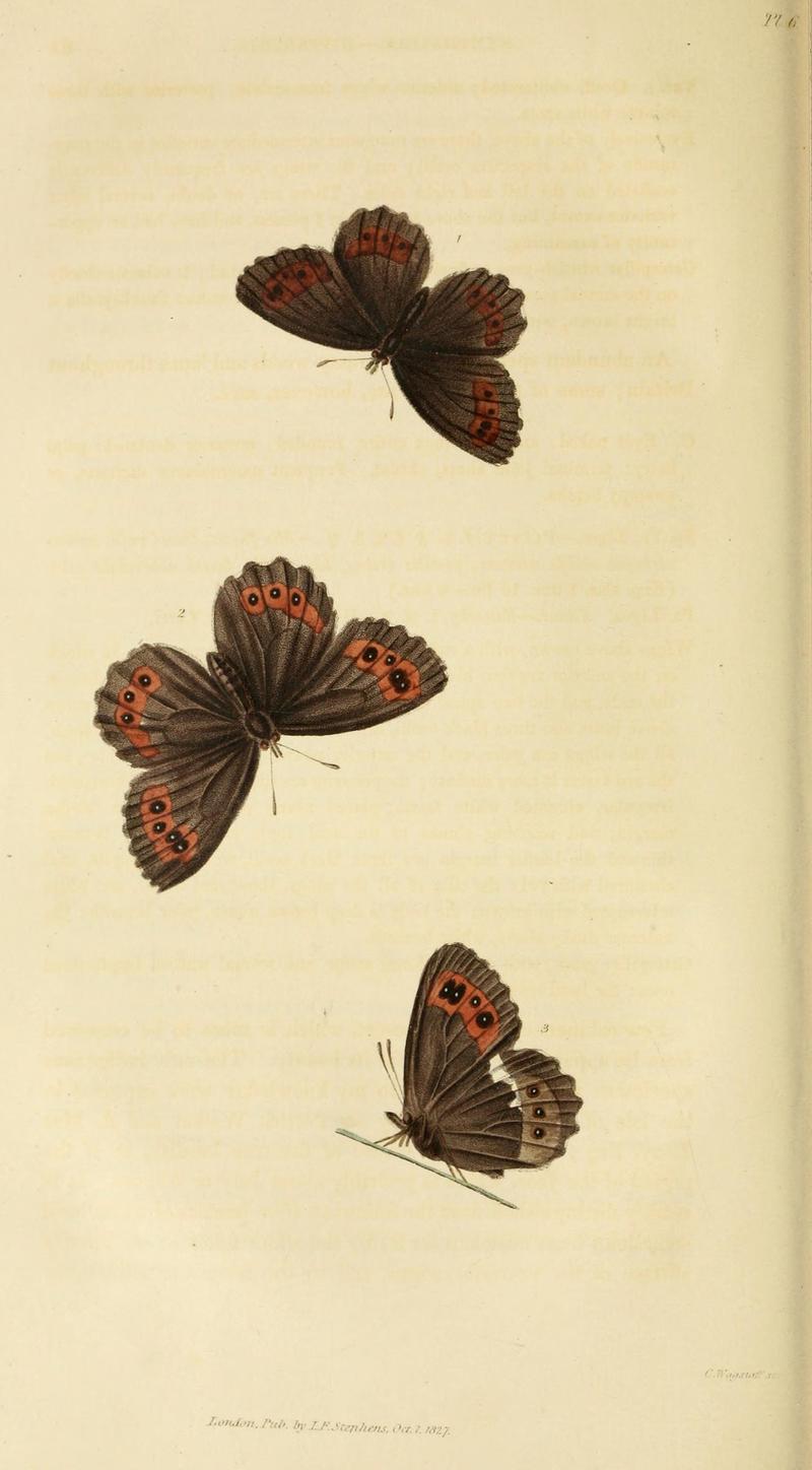 Illustrations of British entomology (Pl. 6) (8164013208)