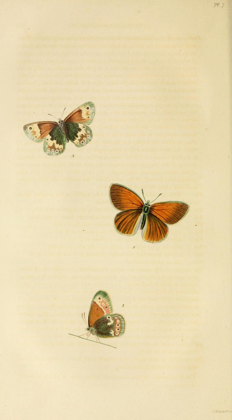 Illustrations of British entomology (Pl. 7) (8163979871)