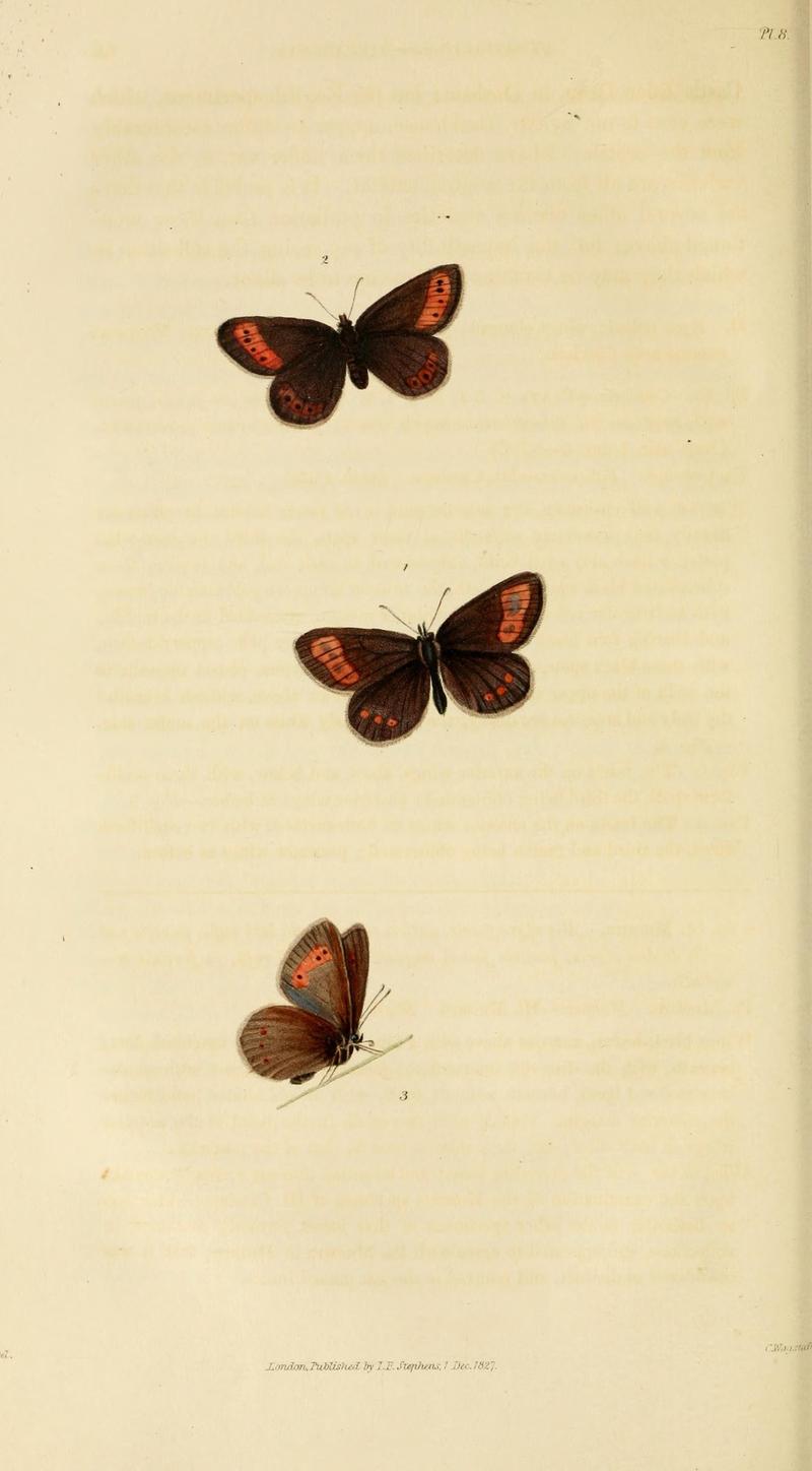 Illustrations of British entomology (Pl. 8) (8163979531)