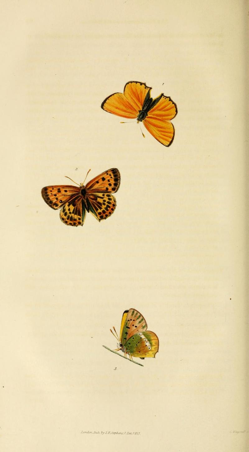 Illustrations of British entomology (Pl. 9) (8163980205)