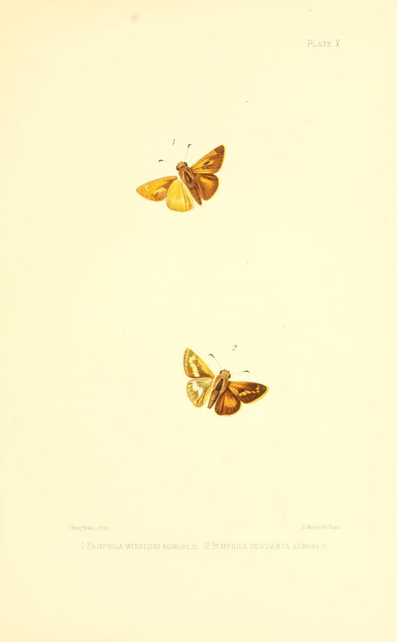 Illustrations of Diurnal Lepidoptera (Weeks) v. II, pl. 10