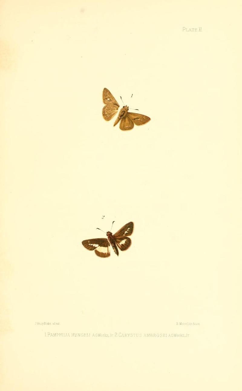 Illustrations of Diurnal Lepidoptera (Weeks) v. II, pl. 11