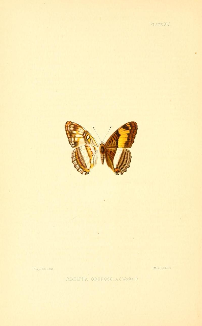 Illustrations of Diurnal Lepidoptera (Weeks) v. II, pl. 14 Adelpha oronoco