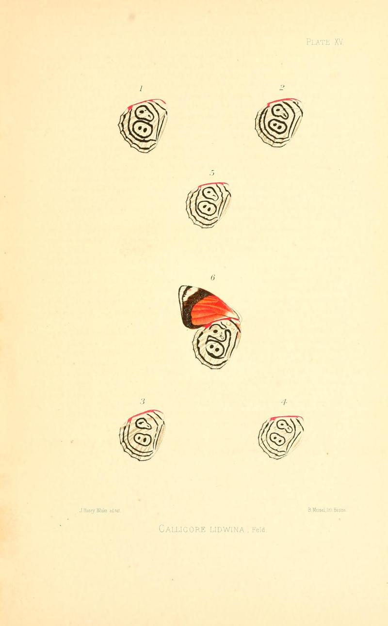Illustrations of Diurnal Lepidoptera (Weeks) v. II, pl. 15 Callicore lidwina