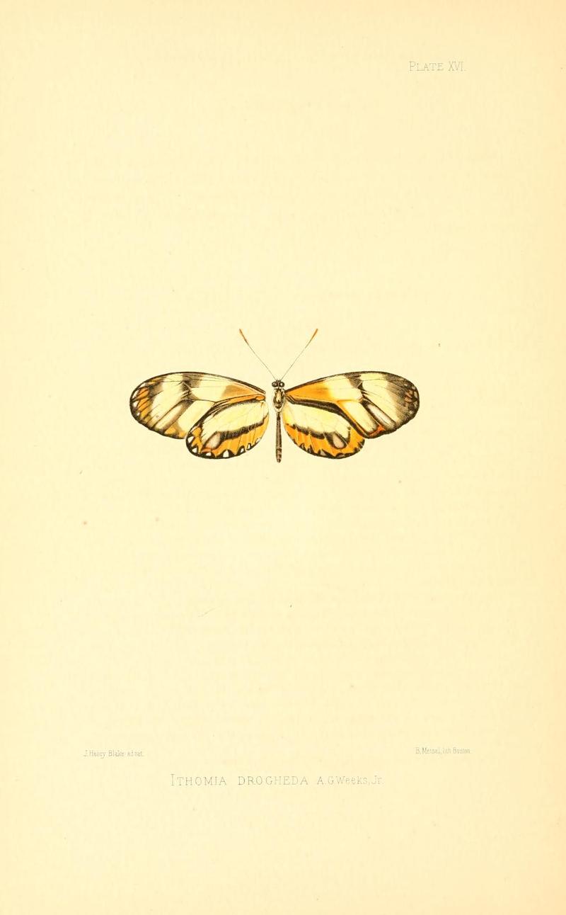 Illustrations of Diurnal Lepidoptera (Weeks) v. II, pl. 16 Ithomia drogheda