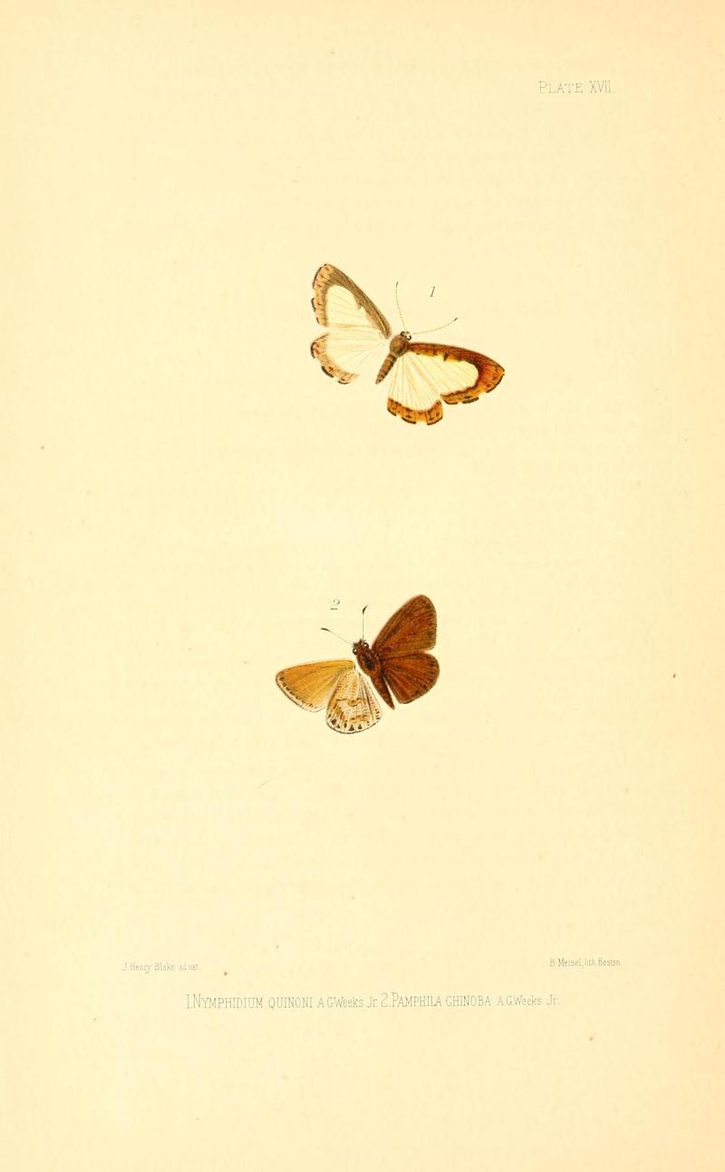 Illustrations of Diurnal Lepidoptera (Weeks) v. II, pl. 17