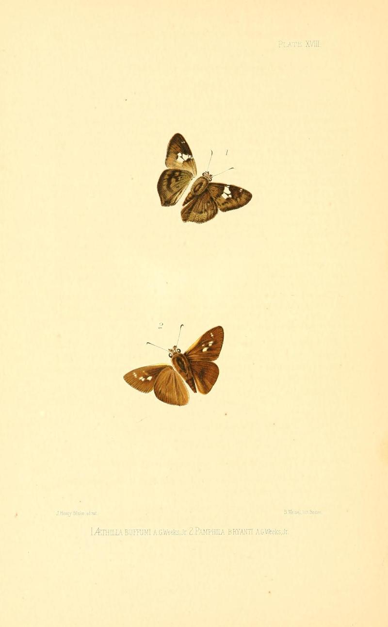 Illustrations of Diurnal Lepidoptera (Weeks) v. II, pl. 18