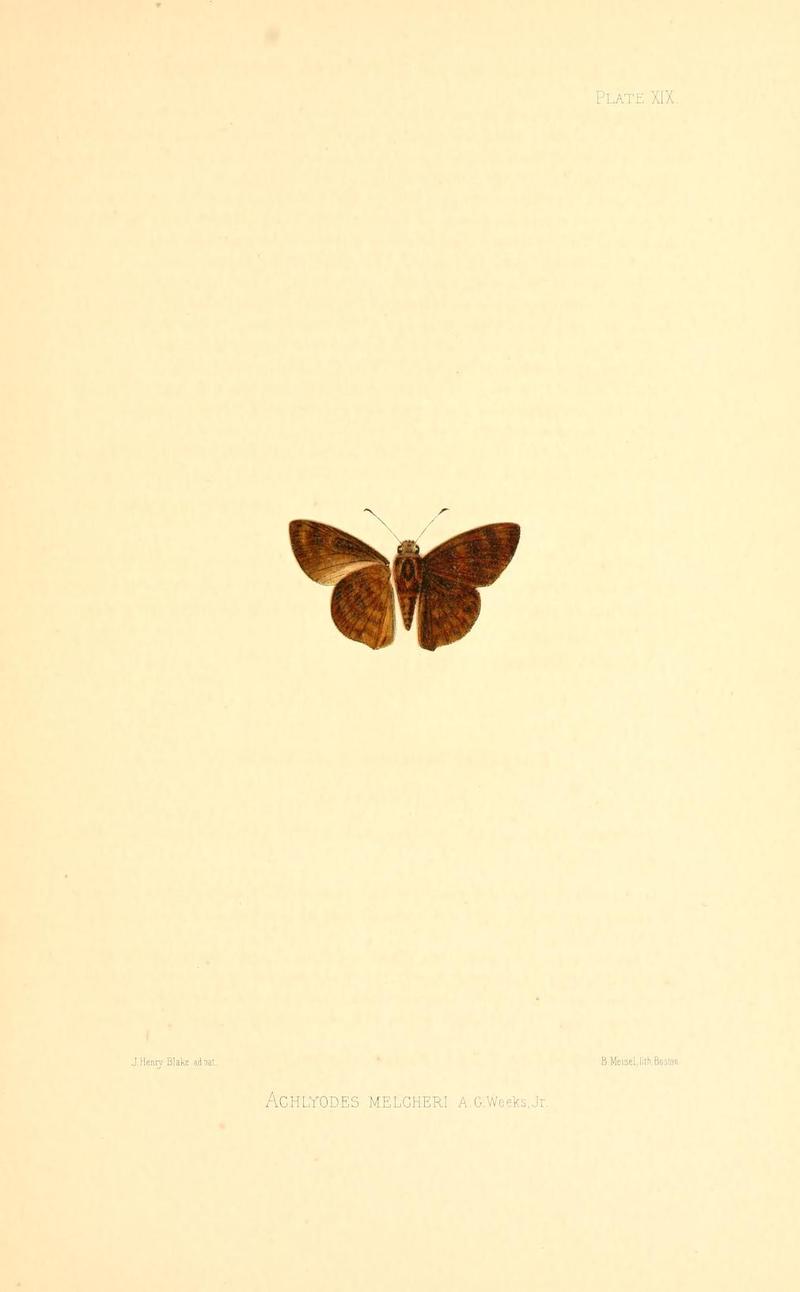 Illustrations of Diurnal Lepidoptera (Weeks) v. II, pl. 19 Achlyodes melcheri