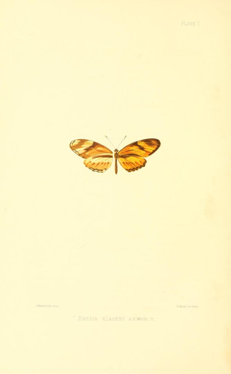 Illustrations of Diurnal Lepidoptera (Weeks) v. II, pl. 1 Eresia klagesii
