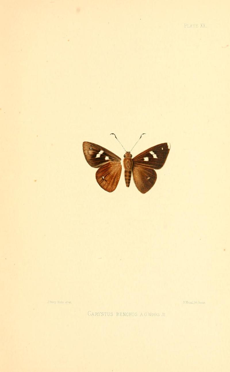 Illustrations of Diurnal Lepidoptera (Weeks) v. II, pl. 20 Carystus benchos