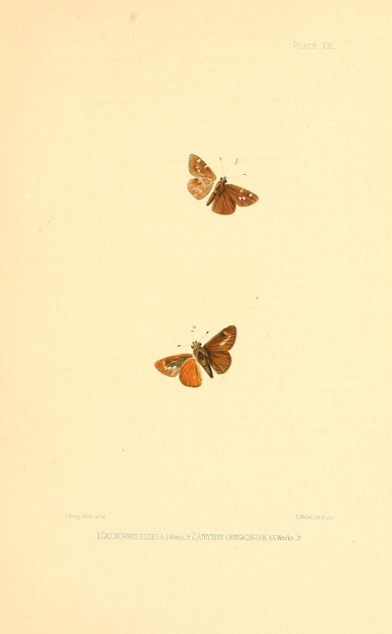 Illustrations of Diurnal Lepidoptera (Weeks) v. II, pl. 21