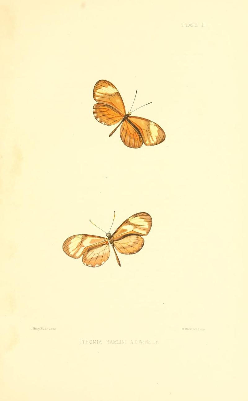 Illustrations of Diurnal Lepidoptera (Weeks) v. II, pl. 2 Ithomia hamlini