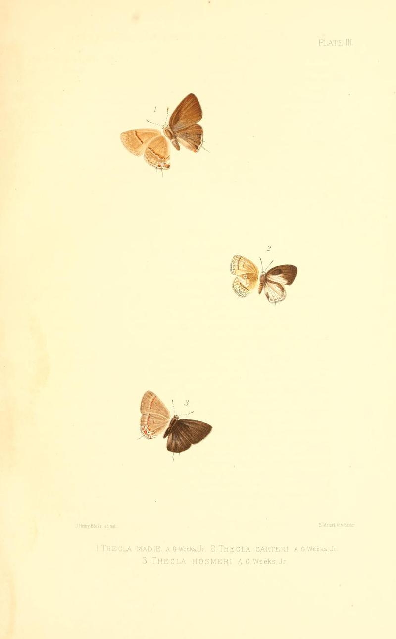 Illustrations of Diurnal Lepidoptera (Weeks) v. II, pl. 3