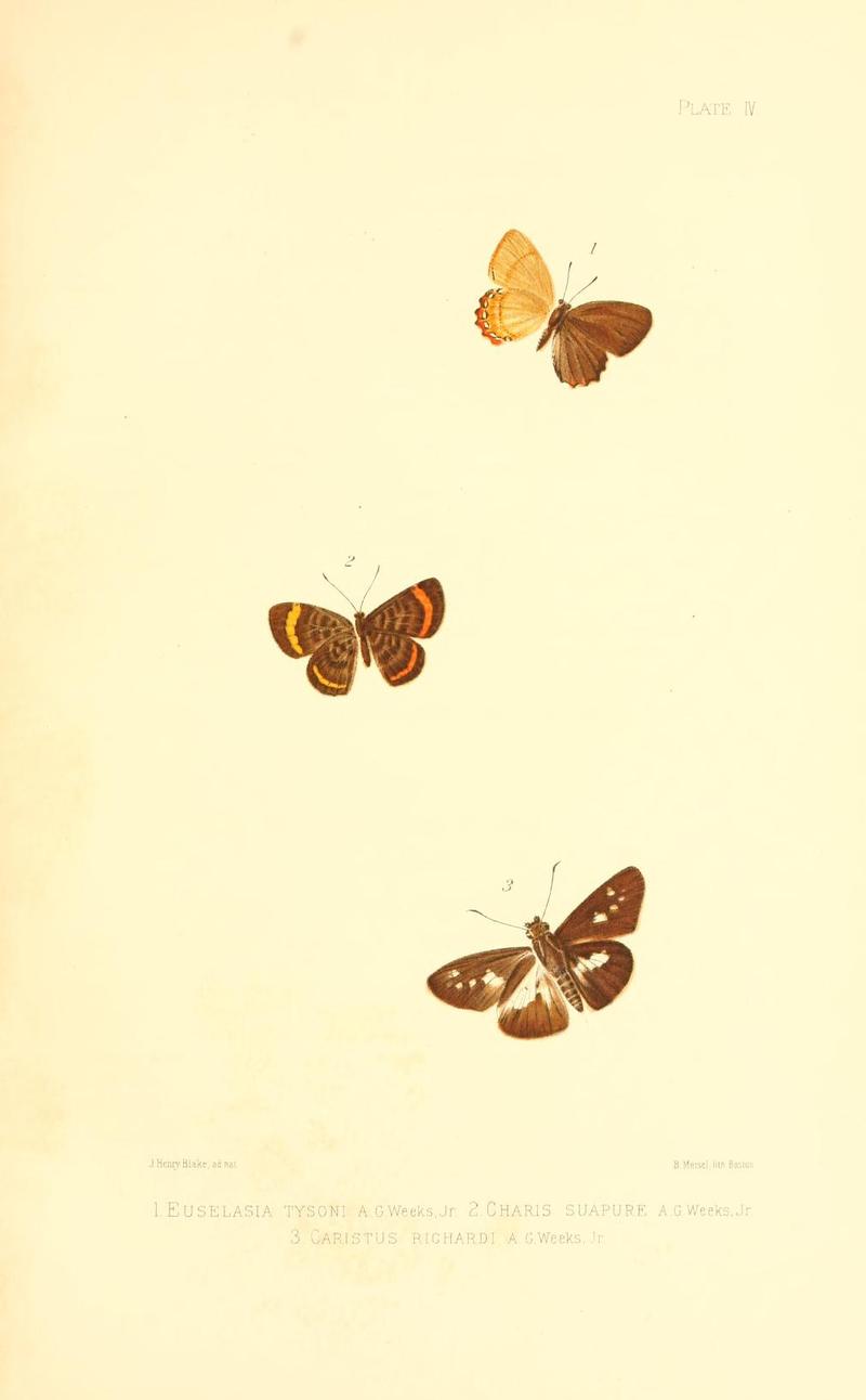 Illustrations of Diurnal Lepidoptera (Weeks) v. II, pl. 4