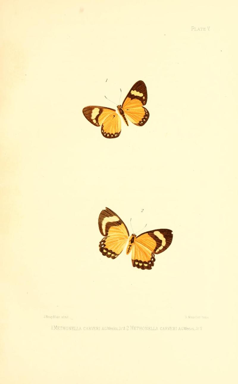 Illustrations of Diurnal Lepidoptera (Weeks) v. II, pl. 5 Methonella carveri