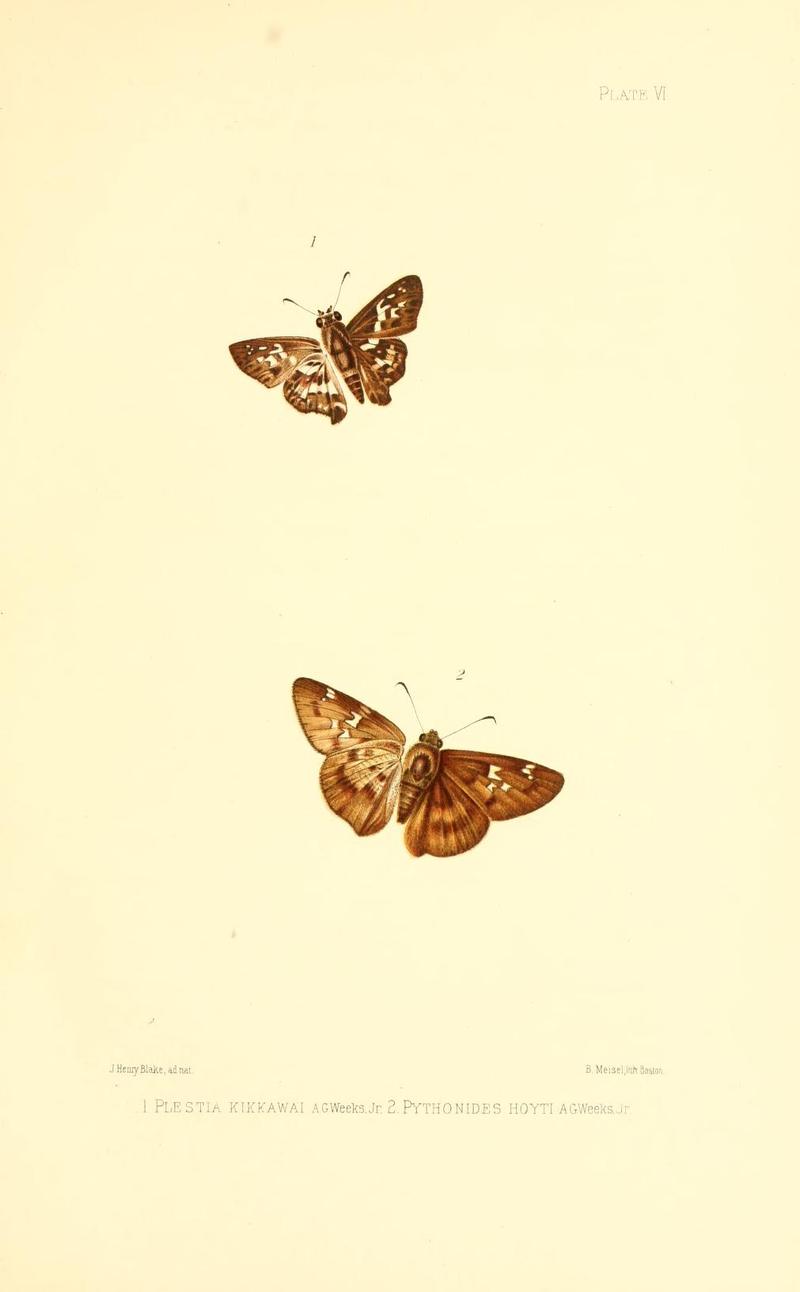 Illustrations of Diurnal Lepidoptera (Weeks) v. II, pl. 6