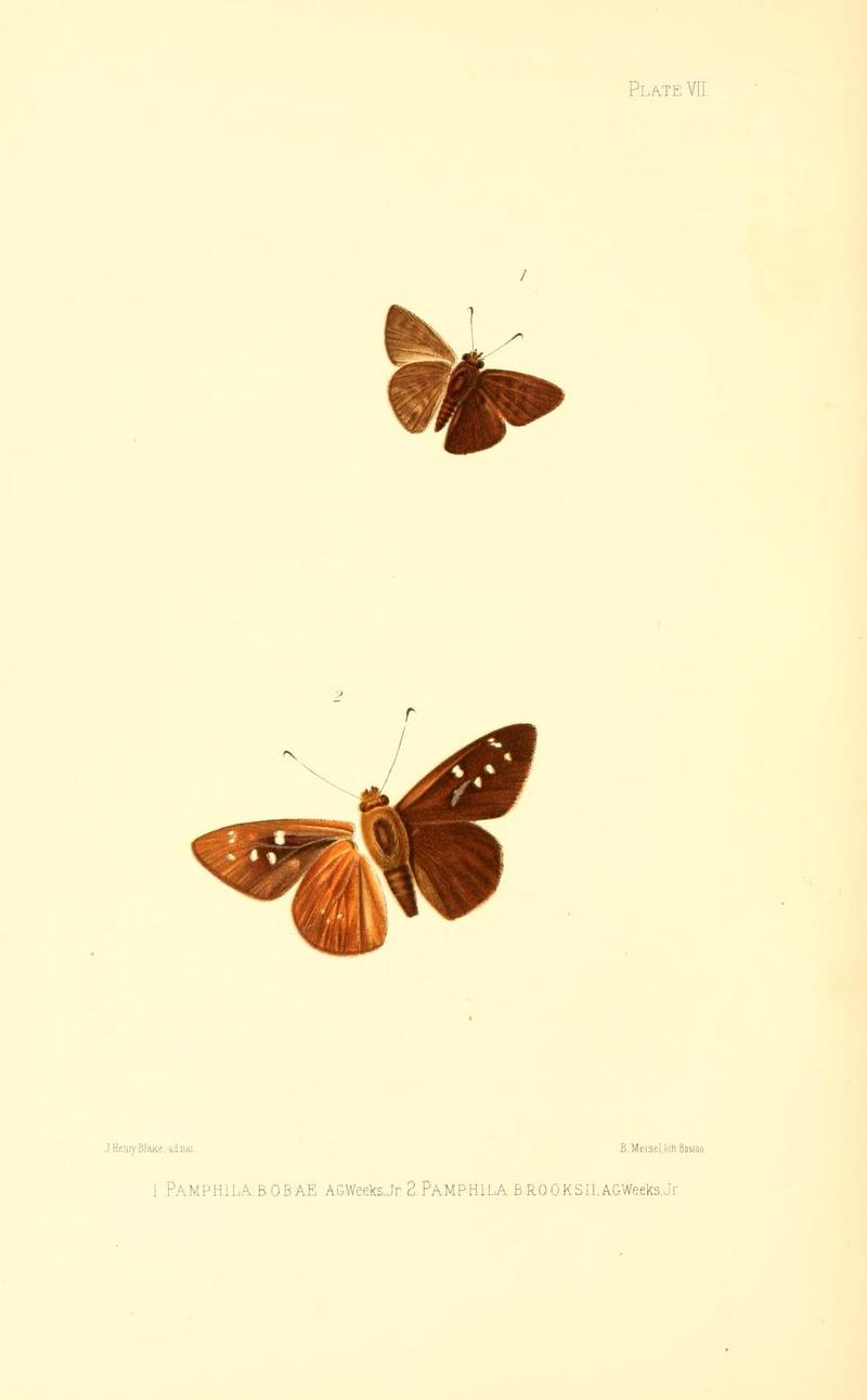 Illustrations of Diurnal Lepidoptera (Weeks) v. II, pl. 7