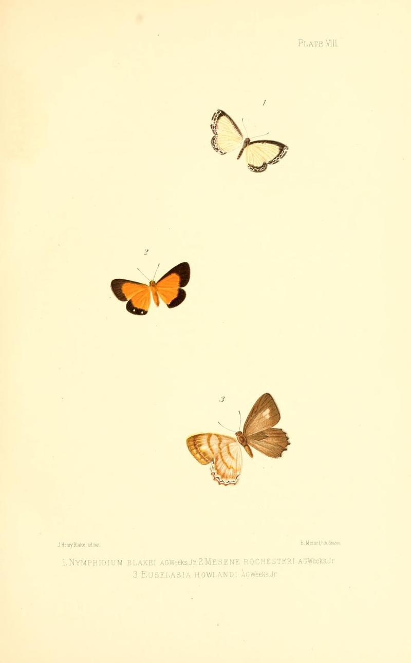 Illustrations of Diurnal Lepidoptera (Weeks) v. II, pl. 8