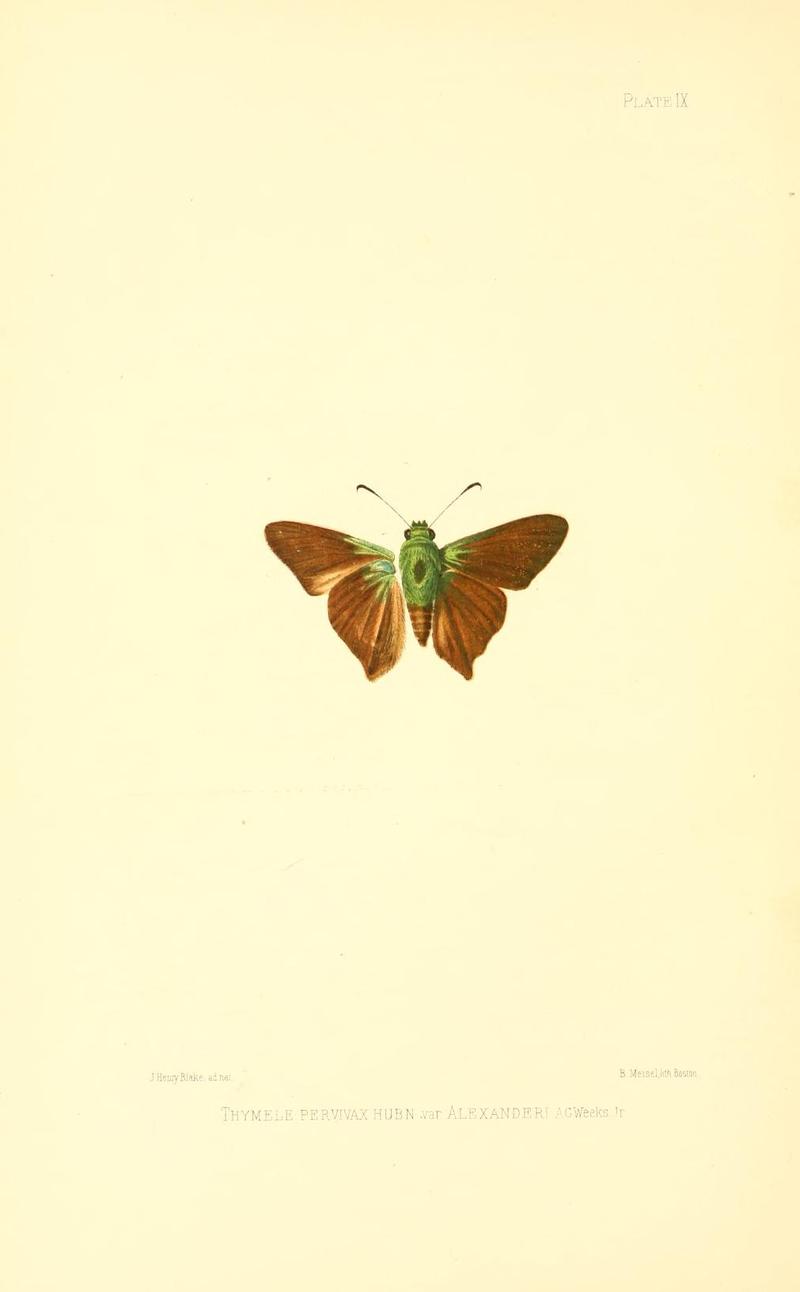 Illustrations of Diurnal Lepidoptera (Weeks) v. II, pl. 9 Thymele pervivax var. alexanderi