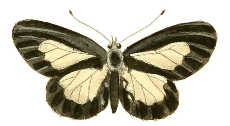 Illustrations of Exotic Entomology Acraea Ethosea