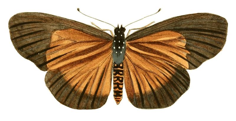 Illustrations of Exotic Entomology Acraea Umbra