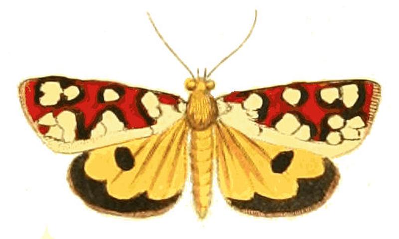 Illustrations of Exotic Entomology Aegocera Amabilis