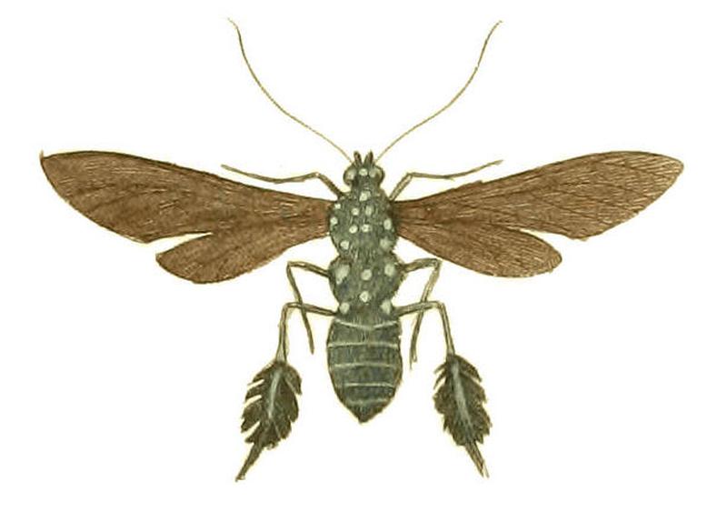 Illustrations of Exotic Entomology Aglaope Plumipes