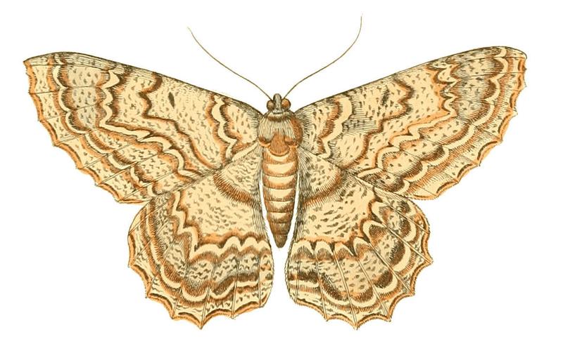 Illustrations of Exotic Entomology Alcis Scolopacea