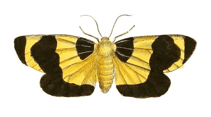 Illustrations of Exotic Entomology Arctia Menea