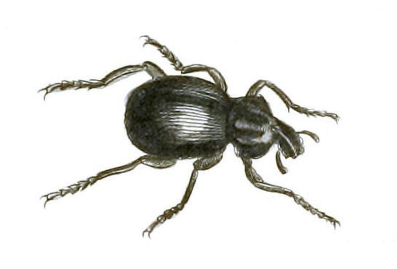 Illustrations of Exotic Entomology Brachycerus Globosus