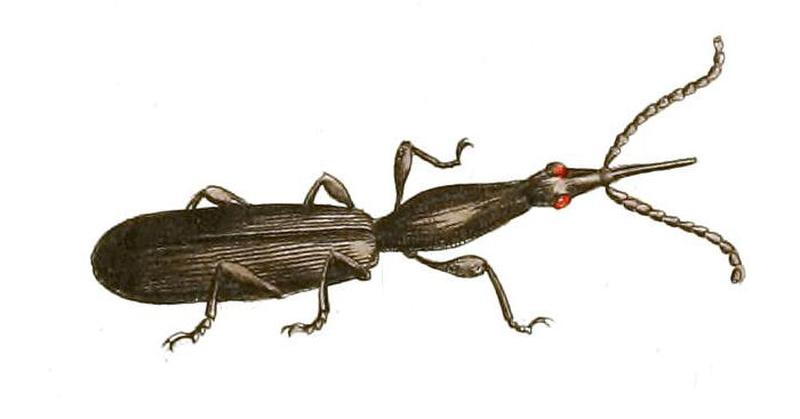 Illustrations of Exotic Entomology Brenthus Minutus