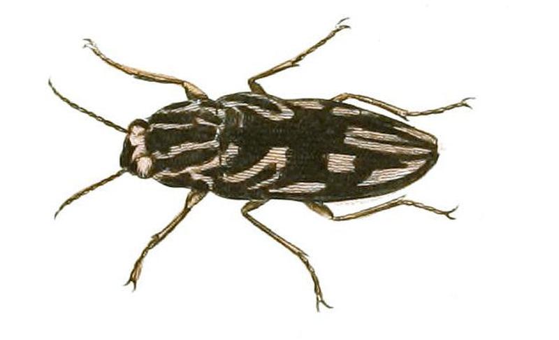 Illustrations of Exotic Entomology Buprestis Virginiensis