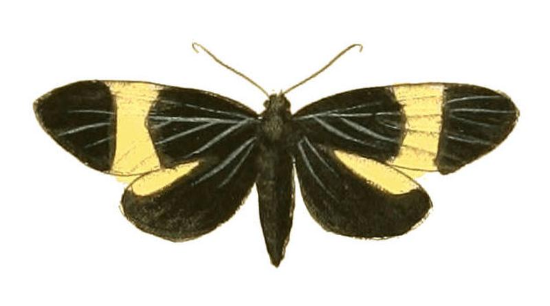 Illustrations of Exotic Entomology Callimorpha Caenea