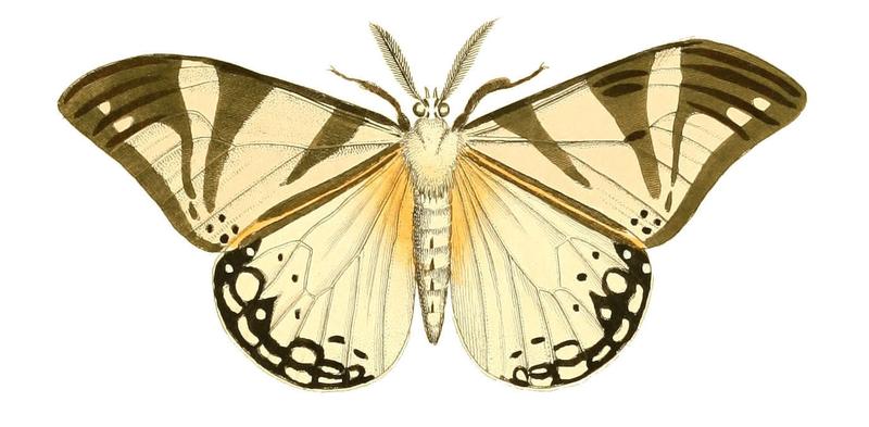 Illustrations of Exotic Entomology Callimorpha Cafra