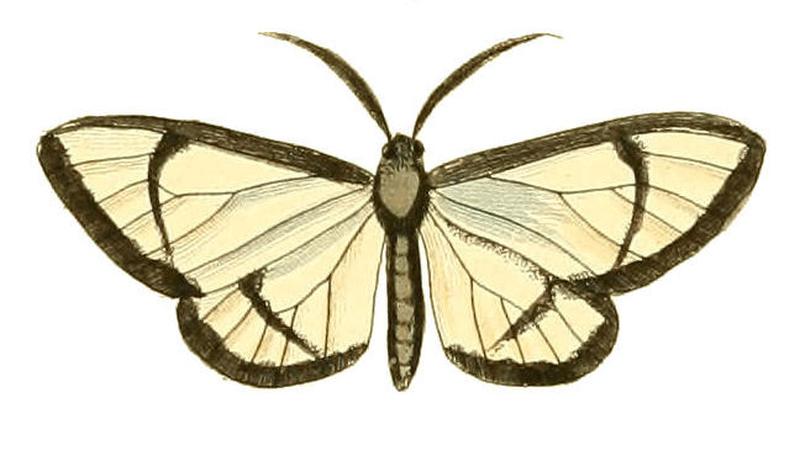 Illustrations of Exotic Entomology Callimorpha Diaphana