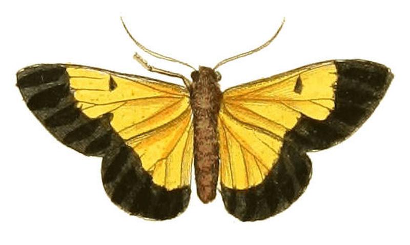 Illustrations of Exotic Entomology Callimorpha Eucharis