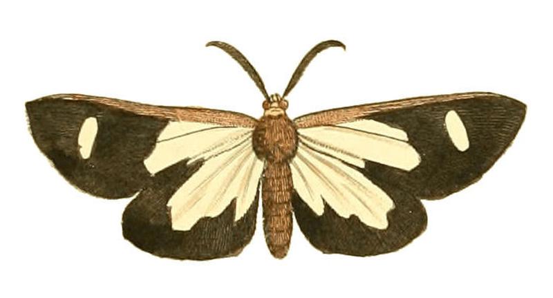 Illustrations of Exotic Entomology Callimorpha Famula