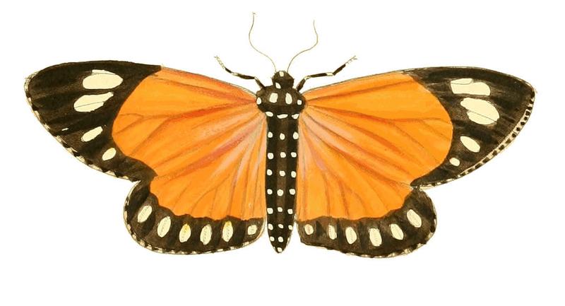 Illustrations of Exotic Entomology Callimorpha Helcita