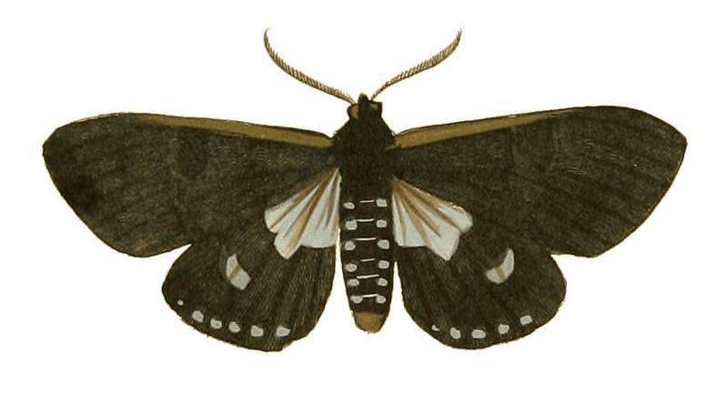 Illustrations of Exotic Entomology Callimorpha Marginata