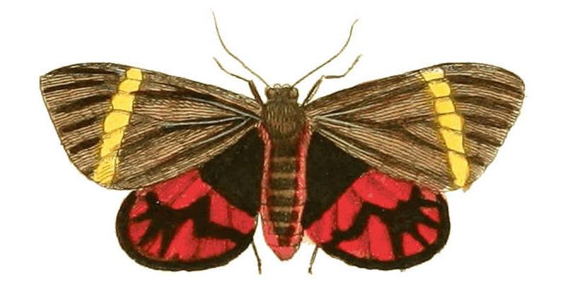 Illustrations of Exotic Entomology Callimorpha Mopsa