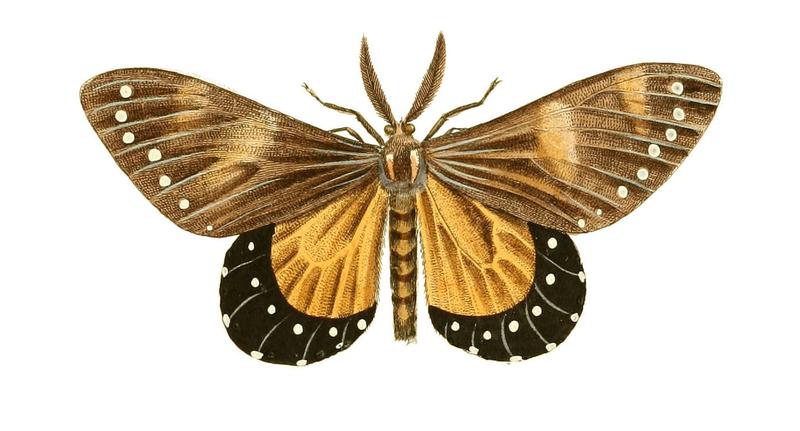 Illustrations of Exotic Entomology Callimorpha Nerina