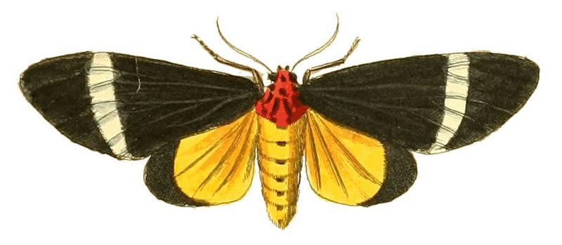 Illustrations of Exotic Entomology Callimorpha Phileta
