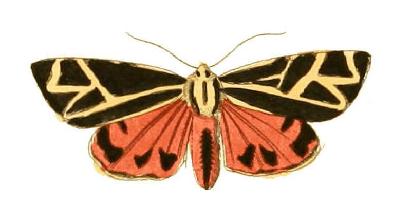 Illustrations of Exotic Entomology Callimorpha Phyllira