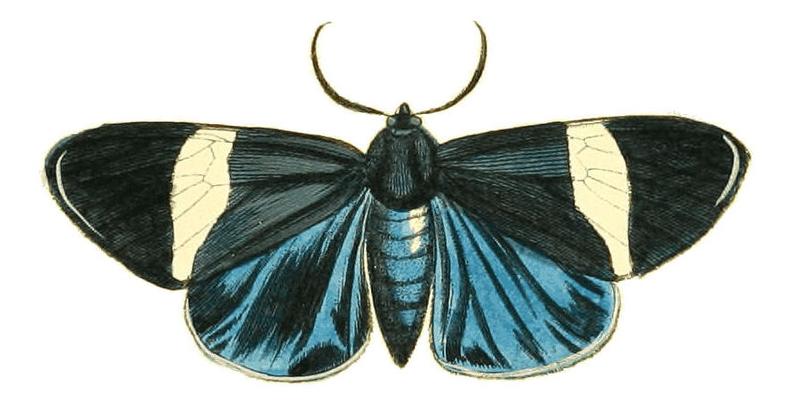 Illustrations of Exotic Entomology Callimorpha Pylotis