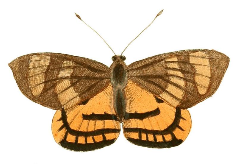 Illustrations of Exotic Entomology Castnia Thais