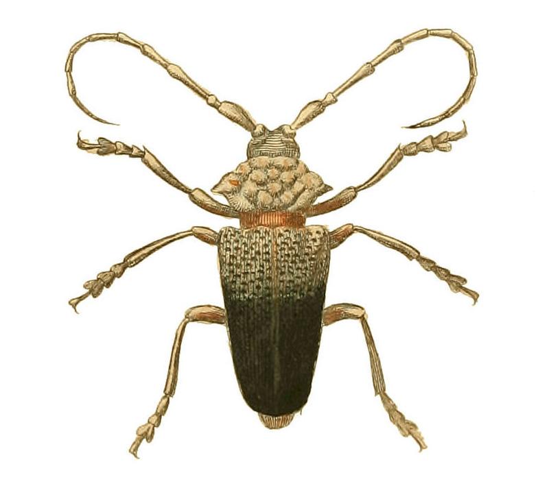 Illustrations of Exotic Entomology Cerambyx Virens