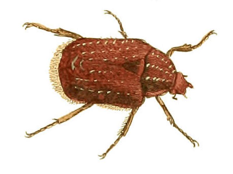 Illustrations of Exotic Entomology Cetonia Capensis