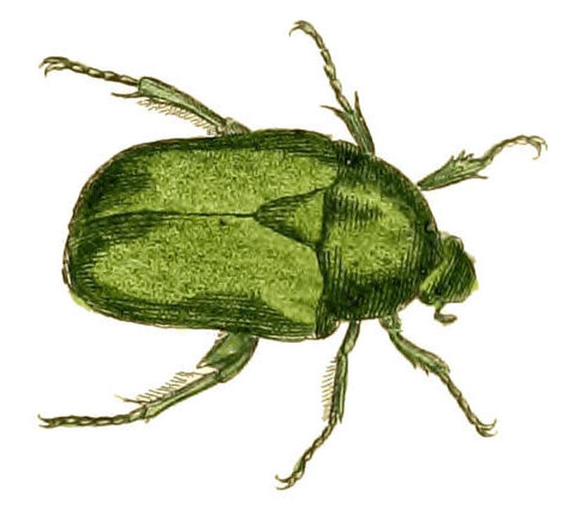 Illustrations of Exotic Entomology Cetonia Fastuosa